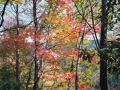 photos_fall1
